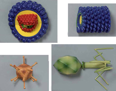 Various Types of Viruses Set of 4